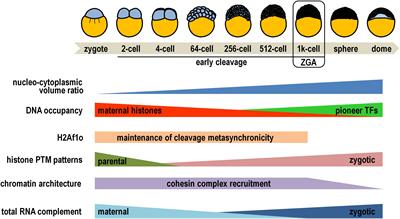 Histones, Their Variants and Post-translational Modifications in Zebrafish Development